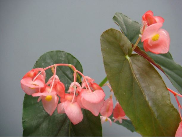 B. ‘Panther’